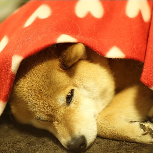 羽坛激战，韩国队险胜中国队，桃田贤斗点燃赛场