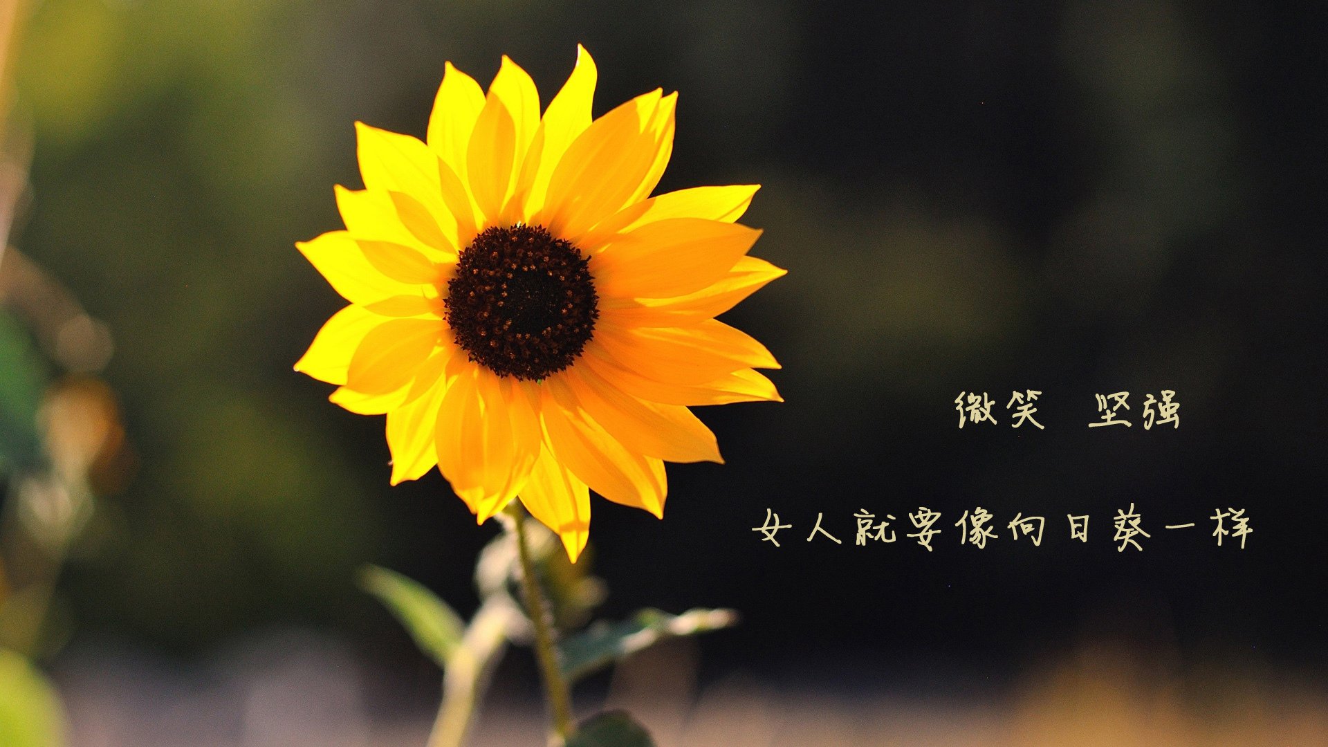 开云体育登录-终章前的狂想曲，伊萨克奥运前关键战接管，巴西正面击溃美国梦