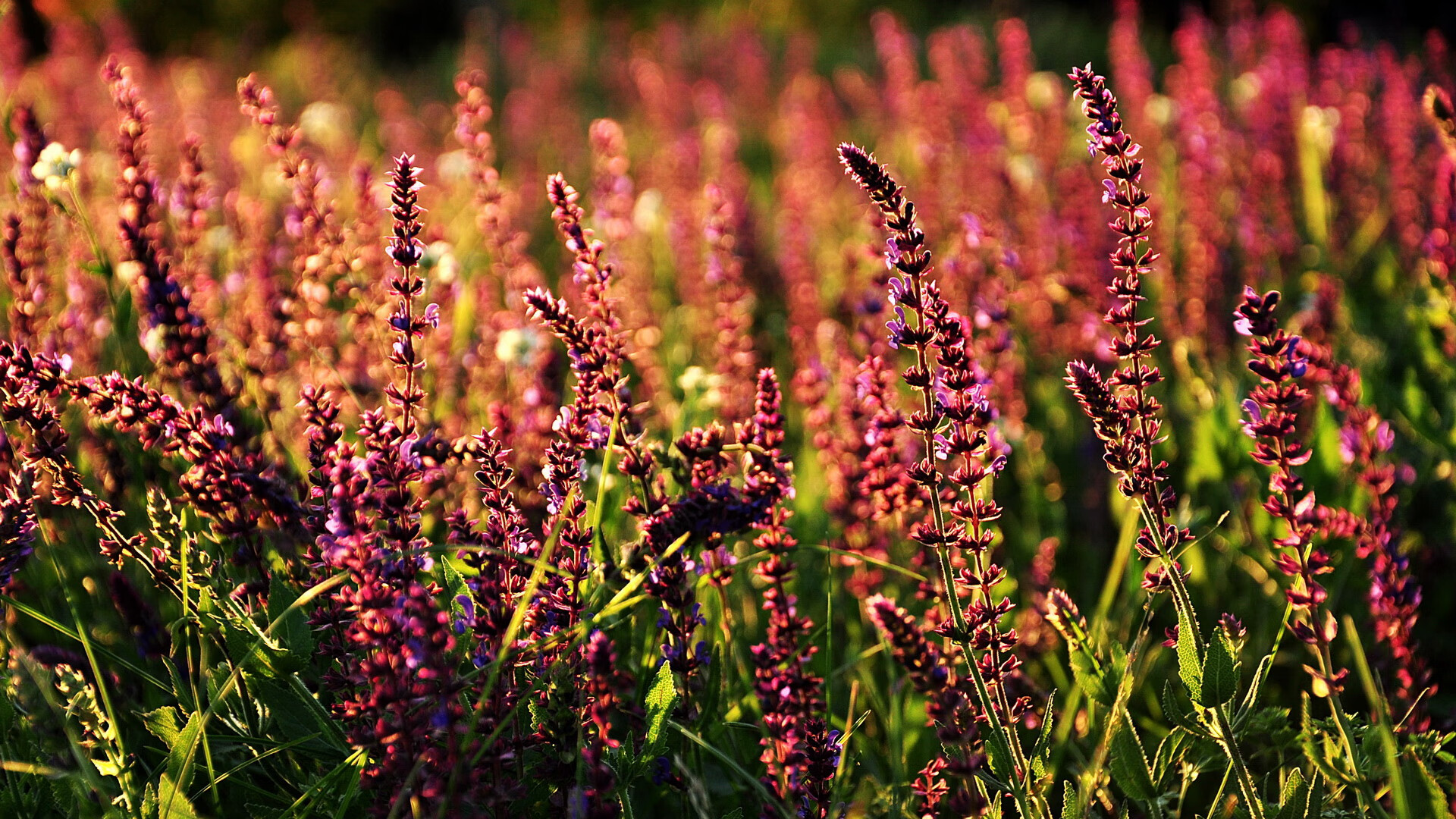 开云体育平台APP-劳塔罗的救赎之战，沉默的领袖在乌拉圭逆境中证明自己