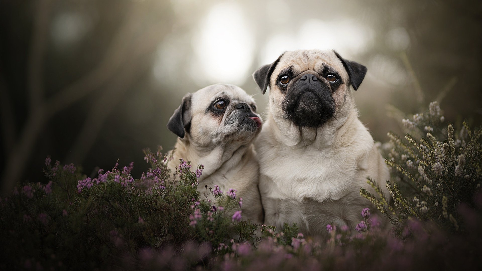 东方风暴席卷南海岸！上海队火力全开压制热火，伦纳德末节封神成关键先生
