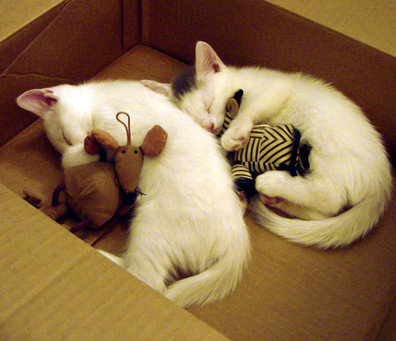 开云sport-莱万双响破荷 东道主三球雪耻，一场改写足球版图的颠覆之战