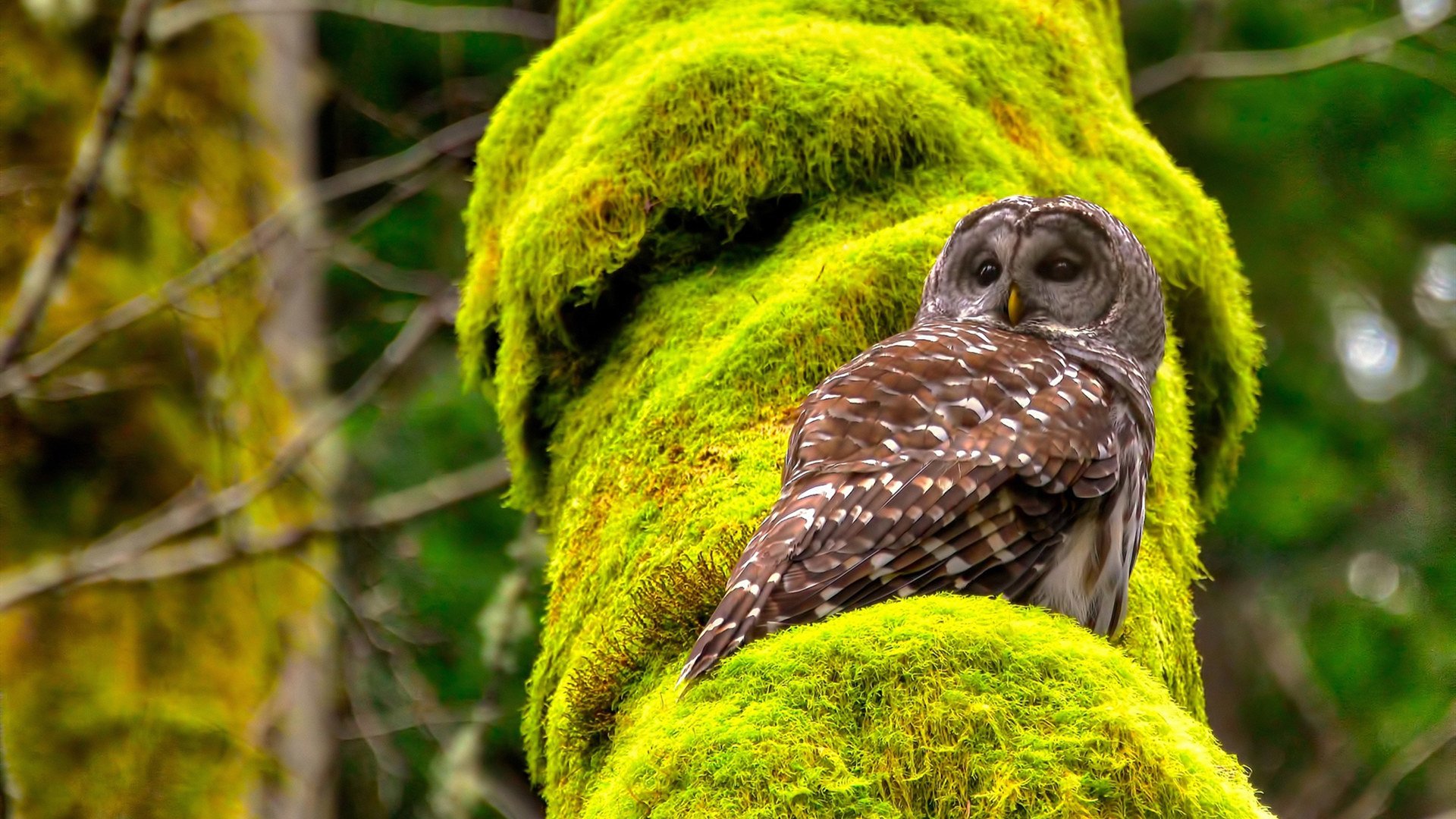 特奥全能王，1球2助攻+10次对抗，国米进攻风暴让韩国球队窒息