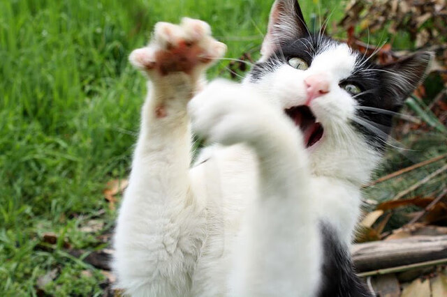 蓝绿交响，一场跨越体育次元的终极对话