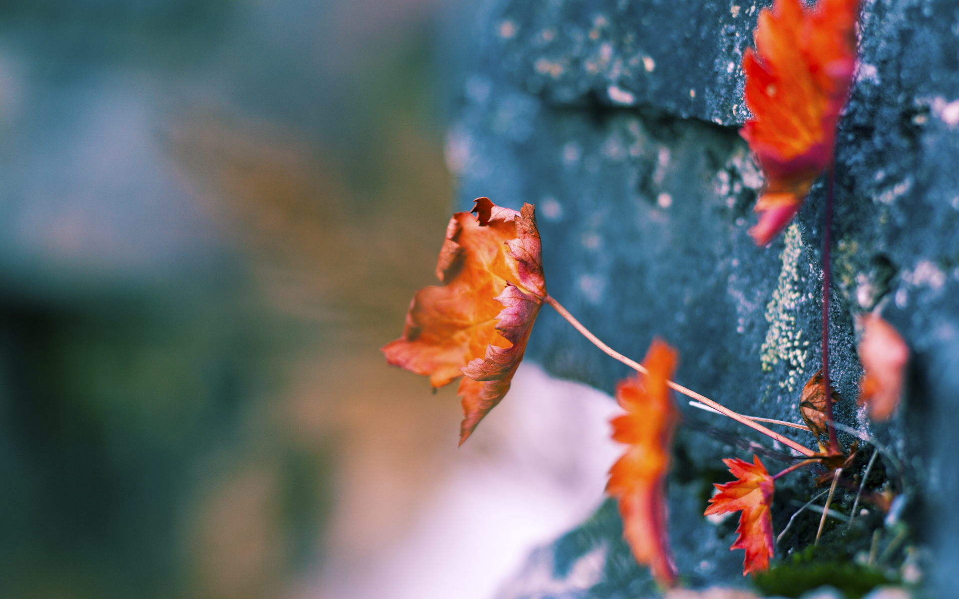 逆流破局,武切维奇唤醒雷霆,一场被重新定义的胜利