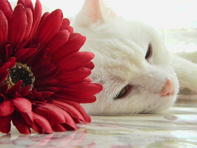 后置引擎点火！法比尼奥2传1射，导演新西兰绝境逆转