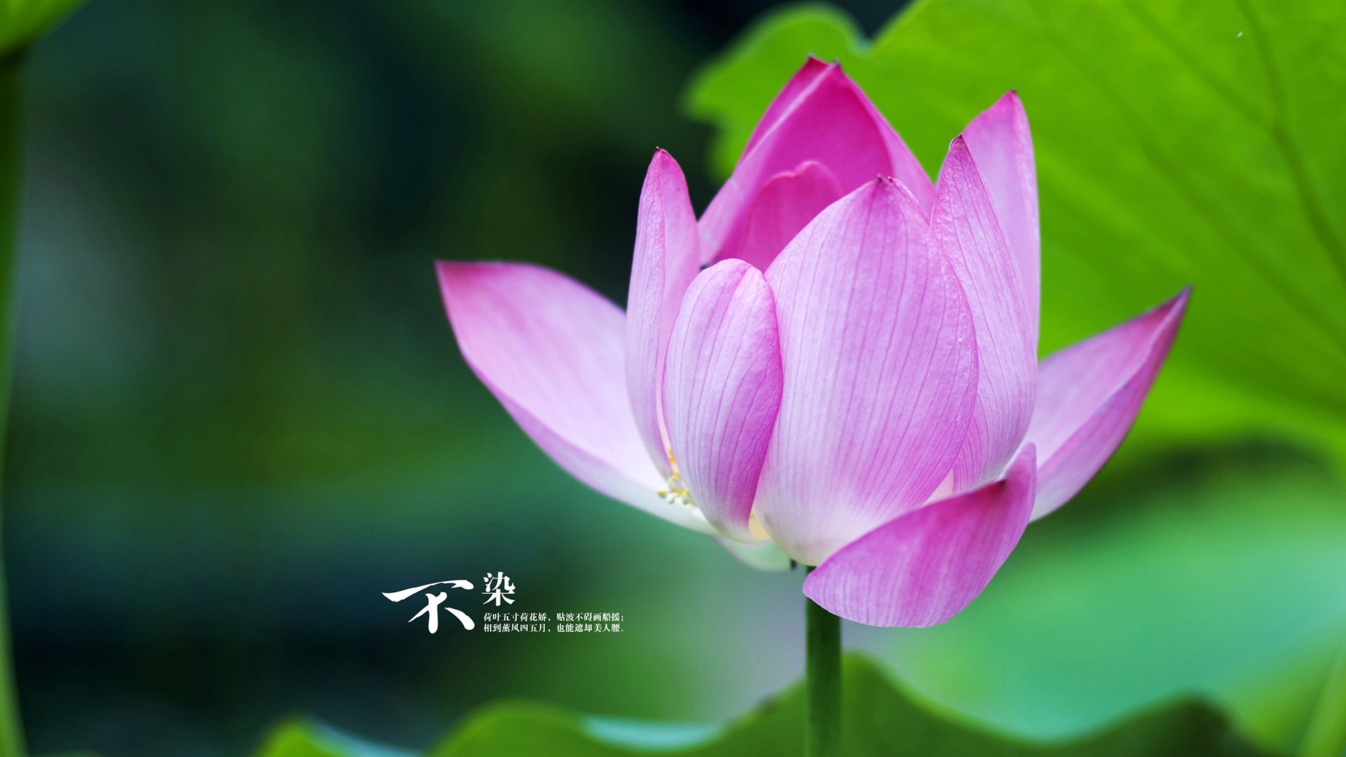 开云体育官网-平行时空，当法比尼奥穿上阿尔及利亚战袍，伯纳乌见证沙漠奇迹