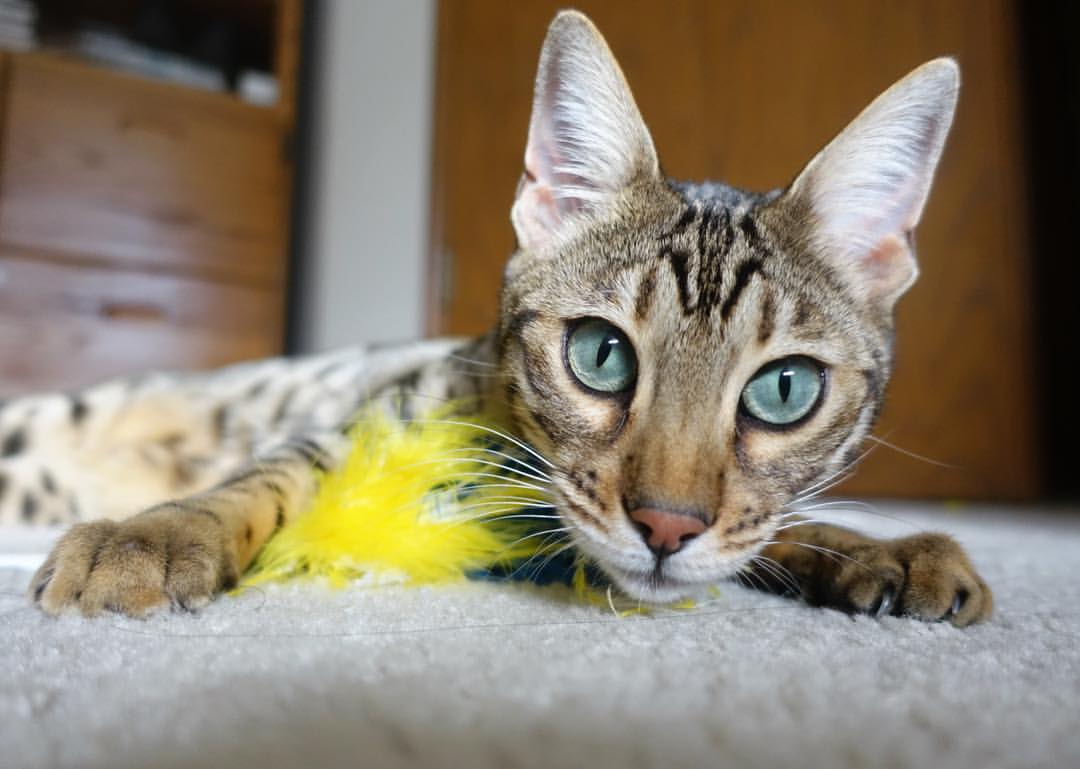 京厦争锋定江山，文班接管震欧陆—篮球世界的权力交接