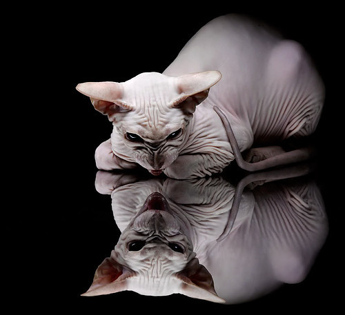 开云体育登录-跨界风暴，黄蜂强行终结辽宁队不败神话，浓眉英超戴帽接管争冠大战