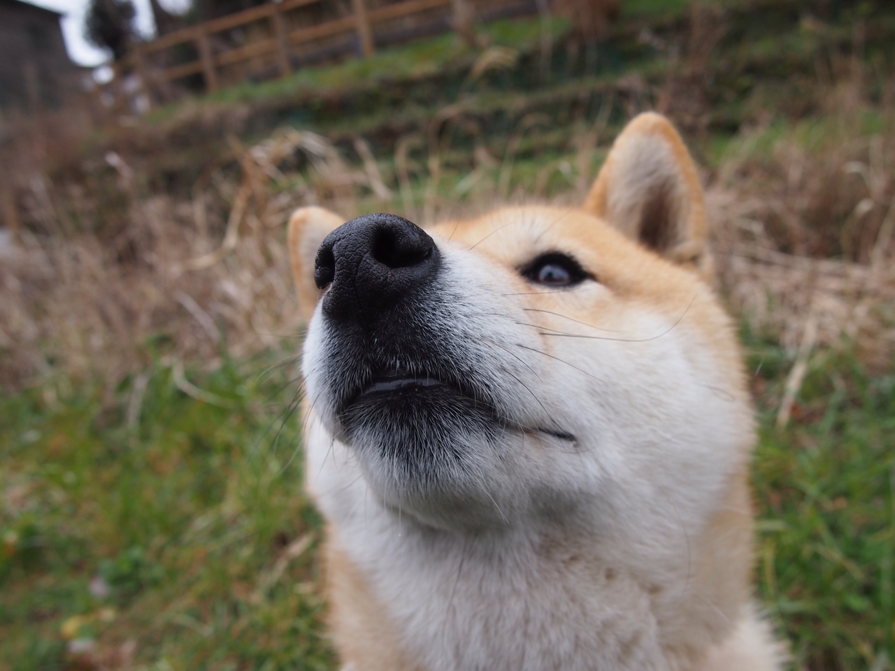开云体育APP下载-德罗赞，当斗牛士的剑尖刺入鹰的心脏，纽约奏响红色狂想曲
