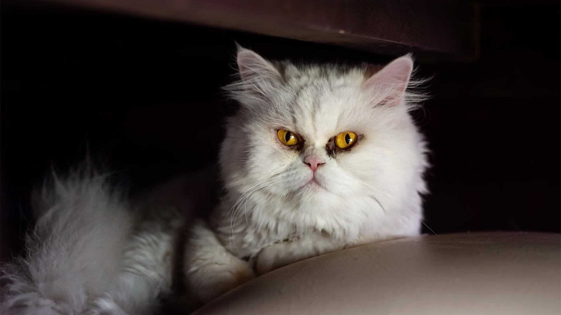 凯恩爆发点燃全场，洪都拉斯稳稳拿下日本展现战术韧性