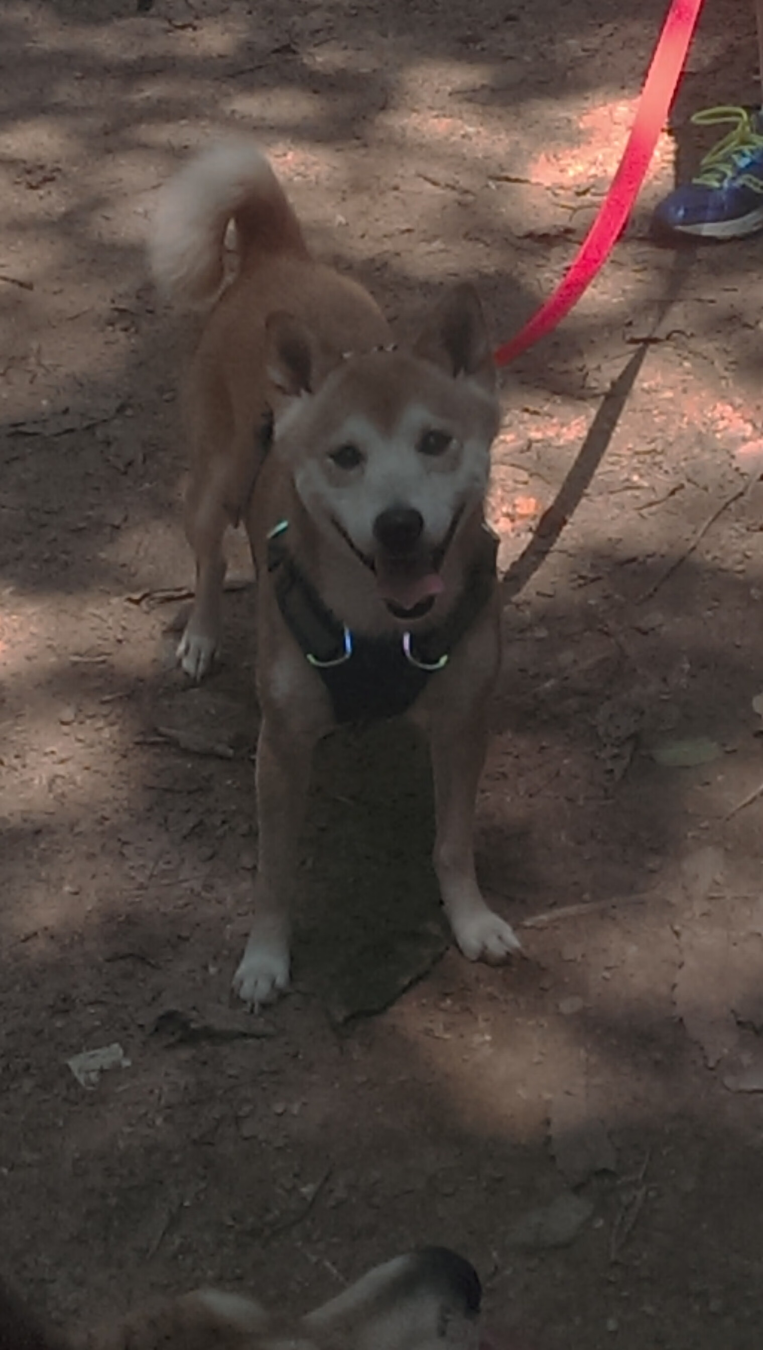 唯一性的体育盛宴，西甲国家德比焦点战与开拓者终结猛龙的跨领域共鸣