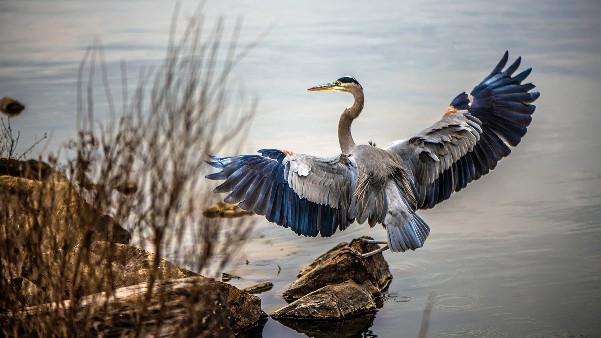 酋长球场的南美闪电，无名小卒布雷默一球成名