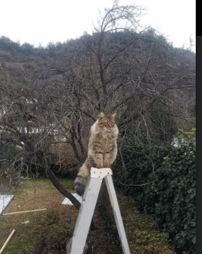 荒漠中的猎隼，摩洛哥如何用默契颠覆2026世界杯A组格局